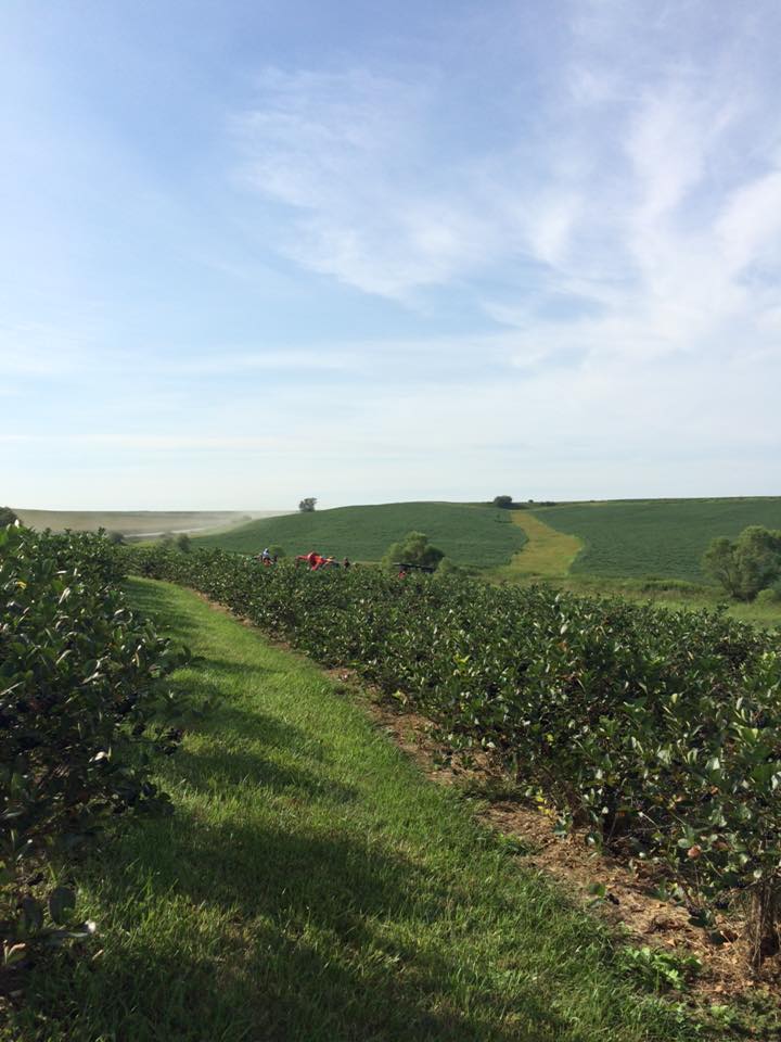 Houser's Harvest Aronia Berry Farm