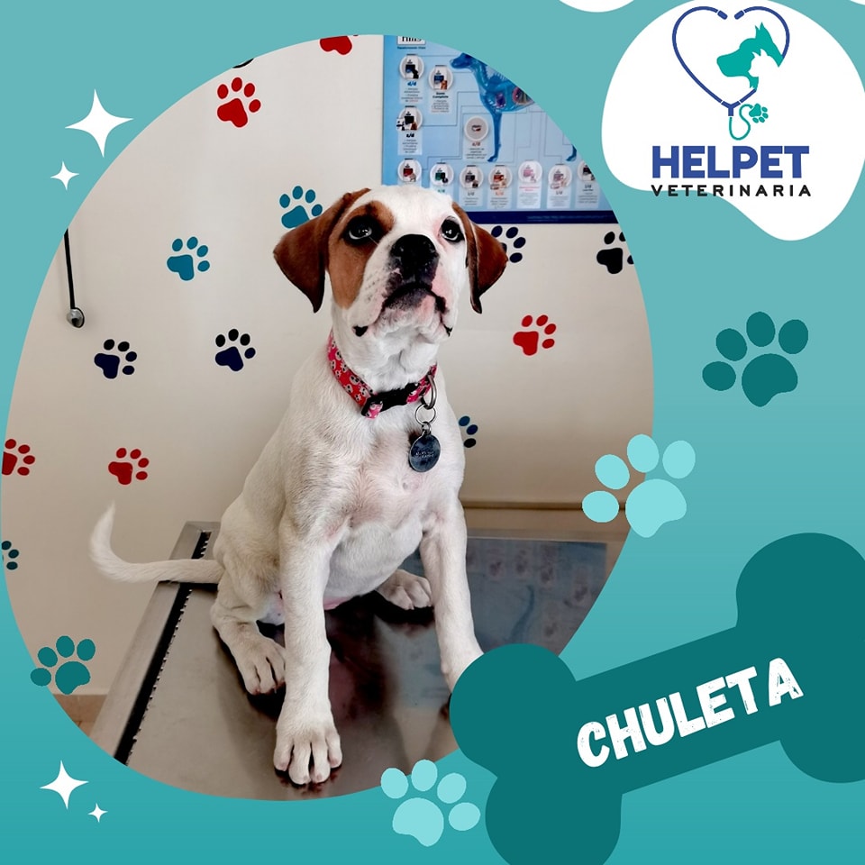 ¿Sabías que hay enfermedades virales... - Helpet Veterinaria | Facebook