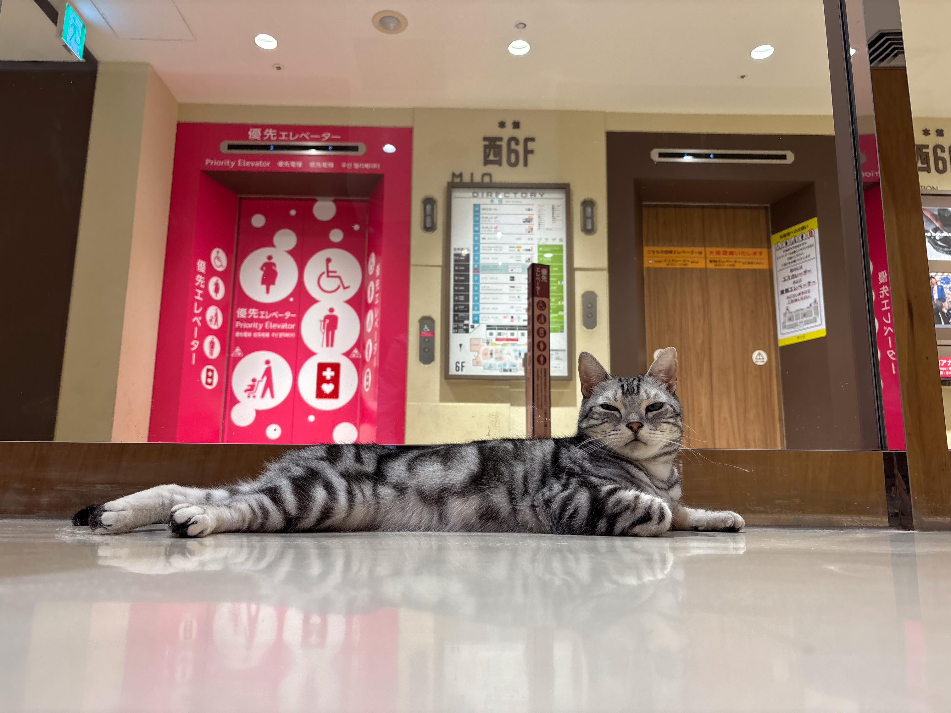 Cat Café MOFF 天王寺ミオ店 (@moff.mio.tennoji) • Facebook