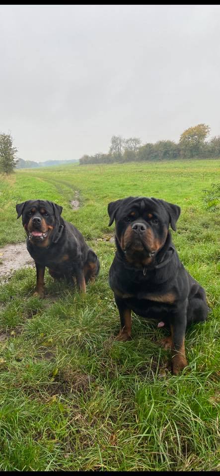 Peri Line Rottweilers
