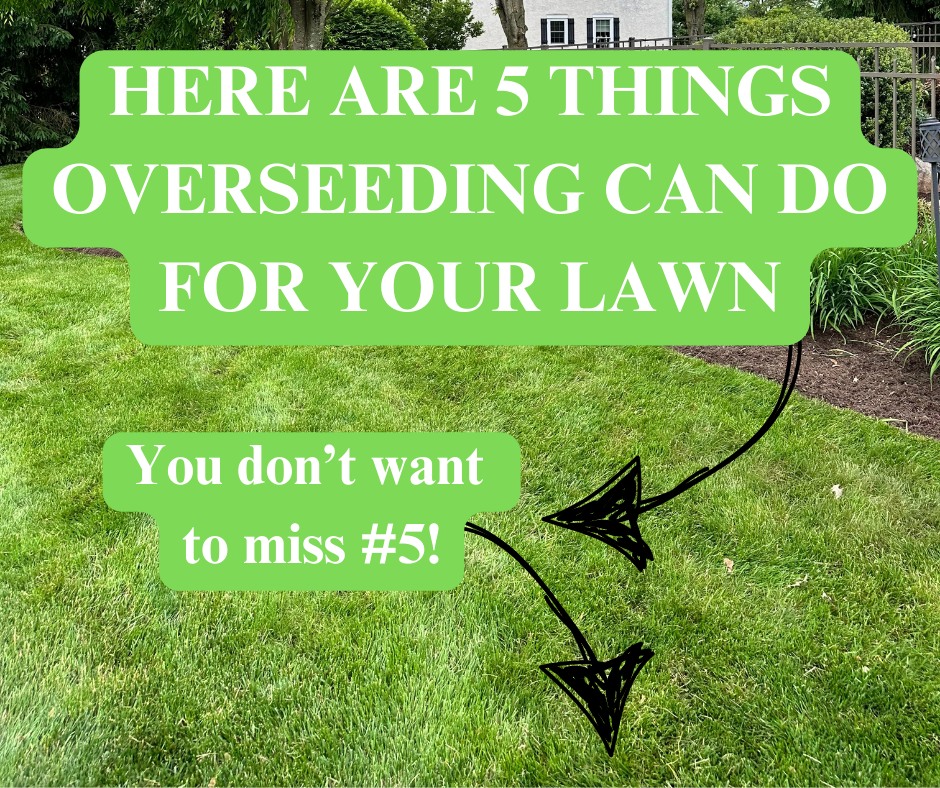 B&C - 🌱 What Overseeding Can Do for Your Lawn 🌱 1. Thicken Your Grass ...
