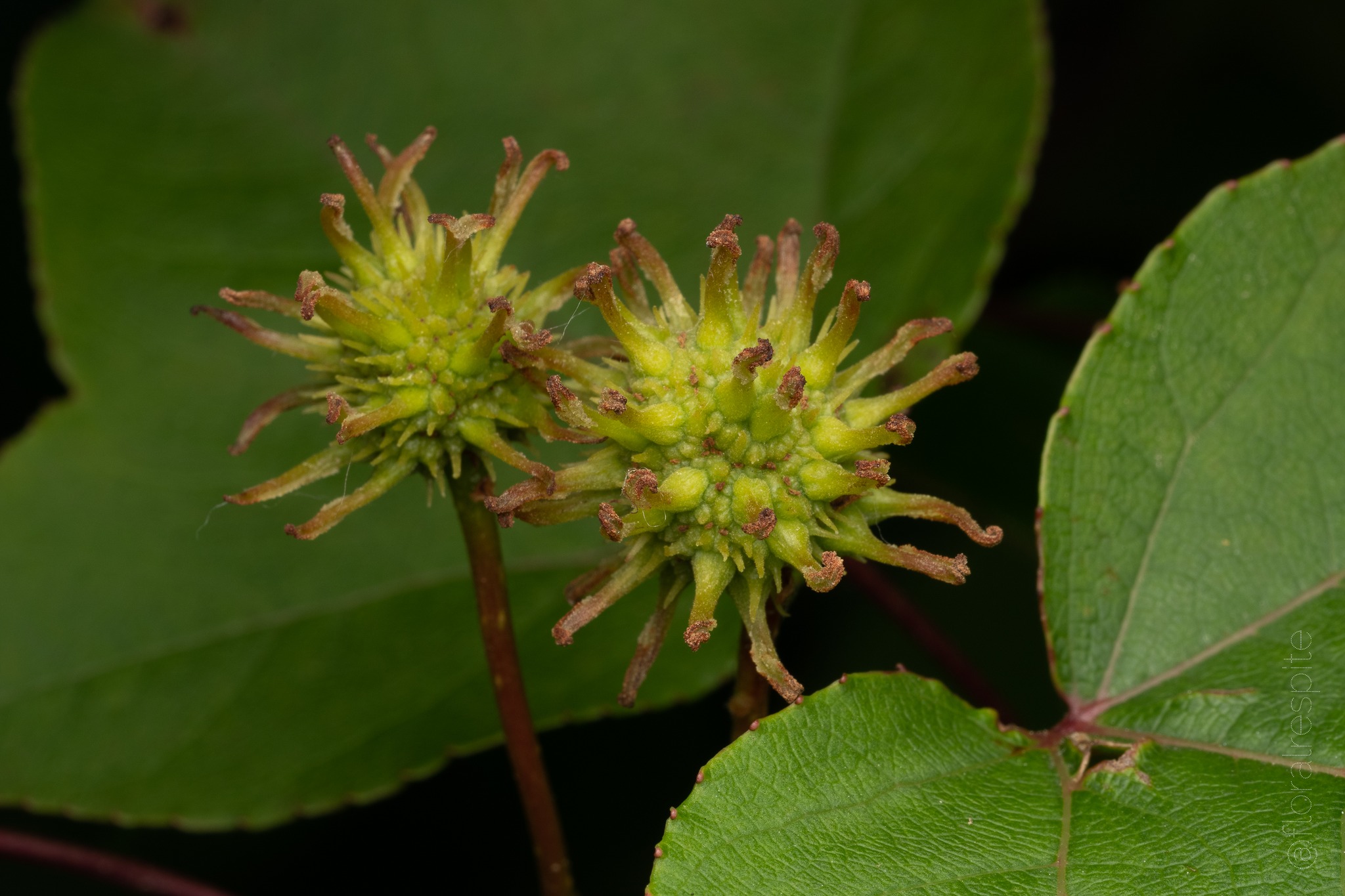 Floral Respite - The true chestnut (Castanea) here looks...