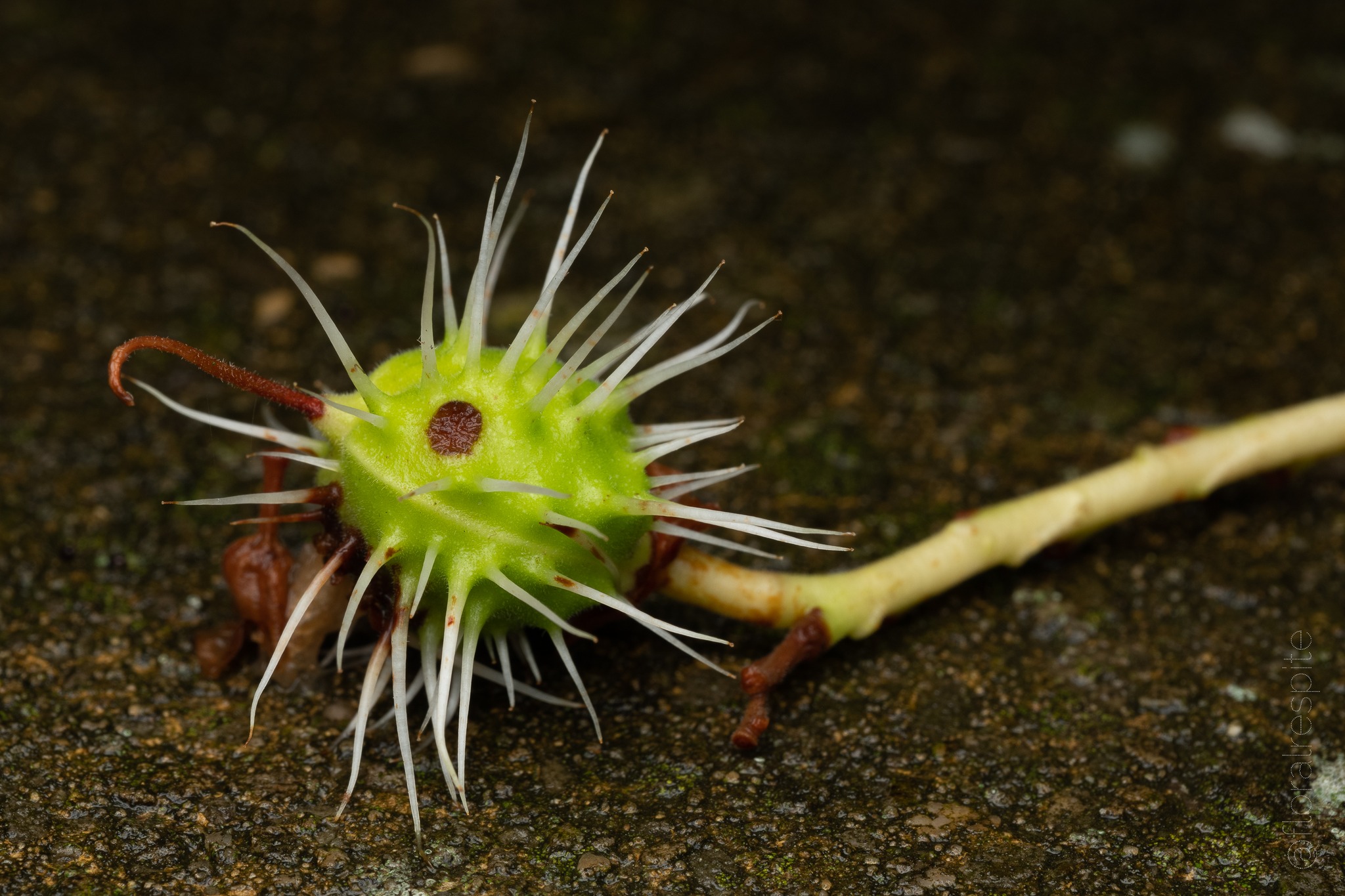 Floral Respite - The true chestnut (Castanea) here looks...