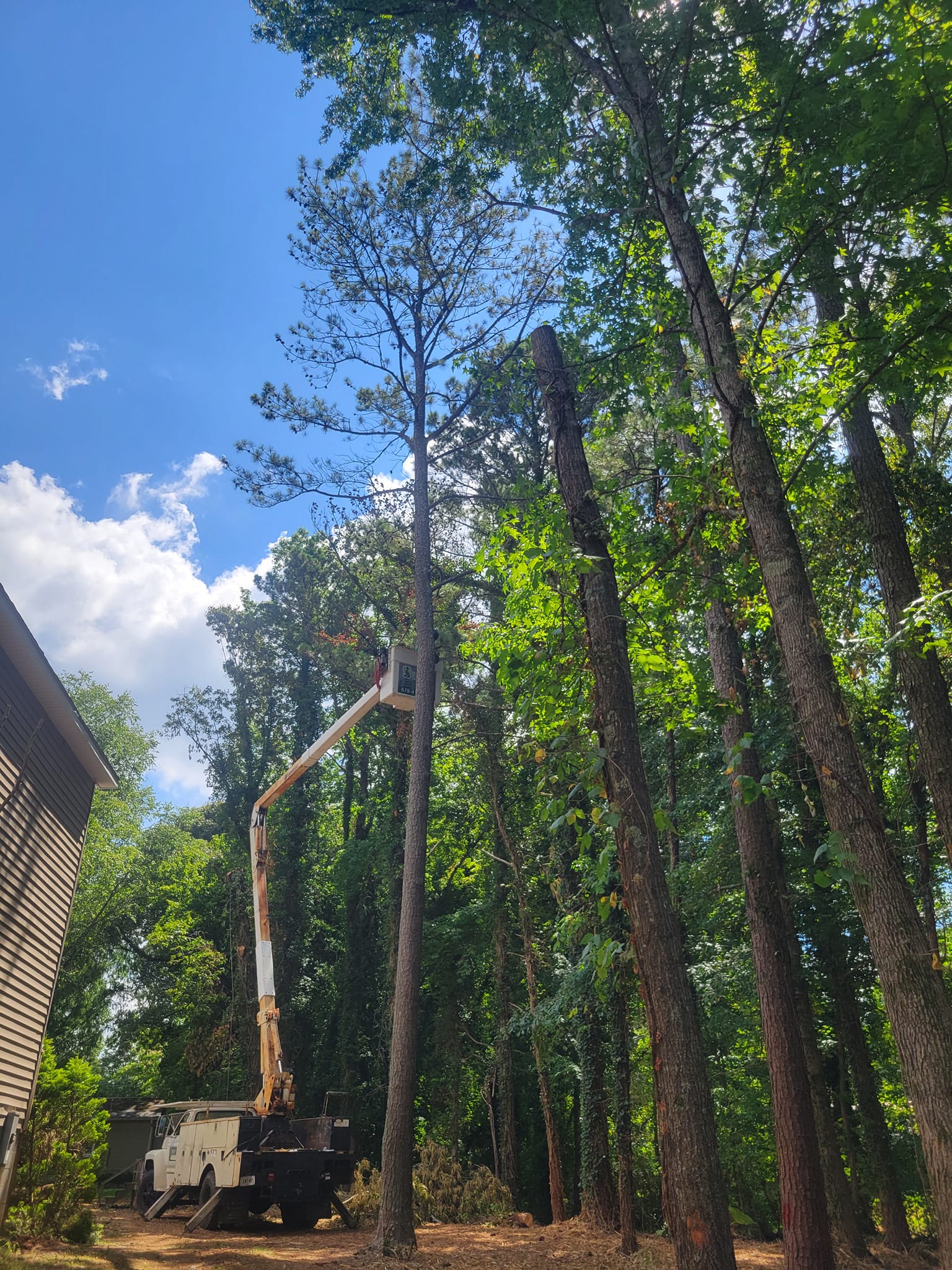 Summit Tree Service, LLC | Bremen GA