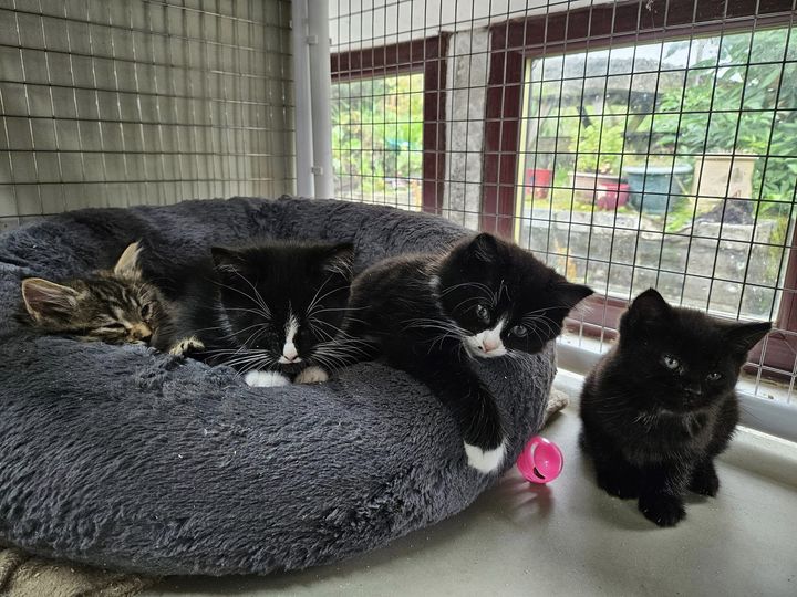 Farplace Animal Rescue Charity Shop in Wooler