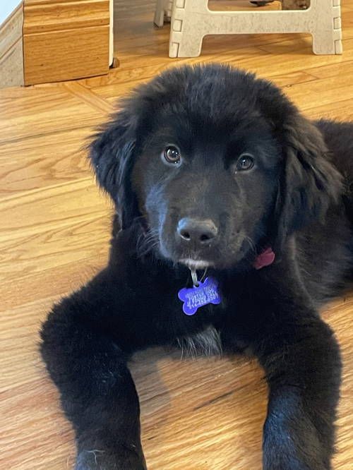Needy - Meet Douglas! He’s a sweet 12-week-old Labrador mix with the ...