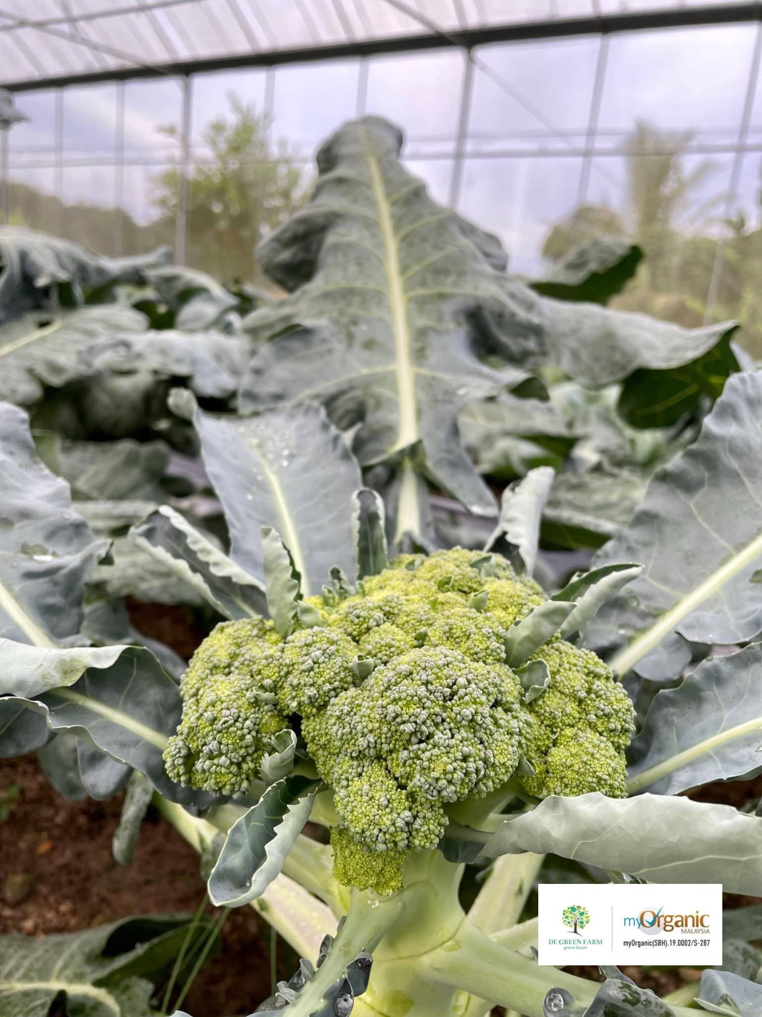 De Green Farm - 🥦🥦 Organic broccoli (Local) 🥦🥦 Broccoli... | Facebook