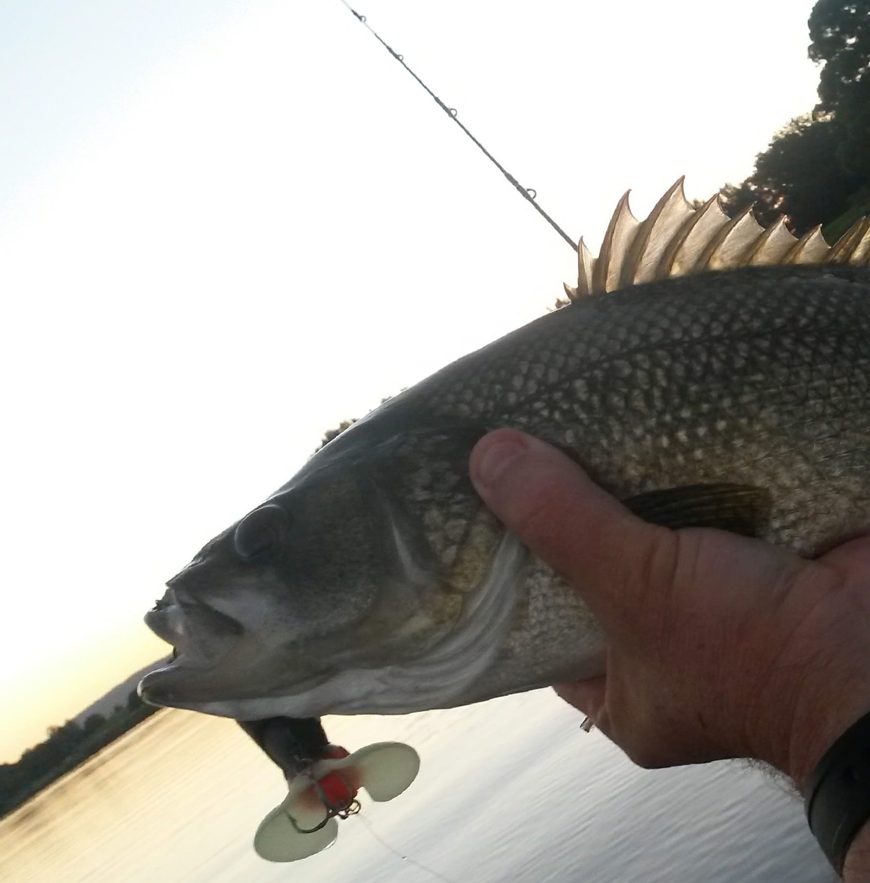 Archery community | So I have this on my PSE Supra RTX 40 and I wanna ...