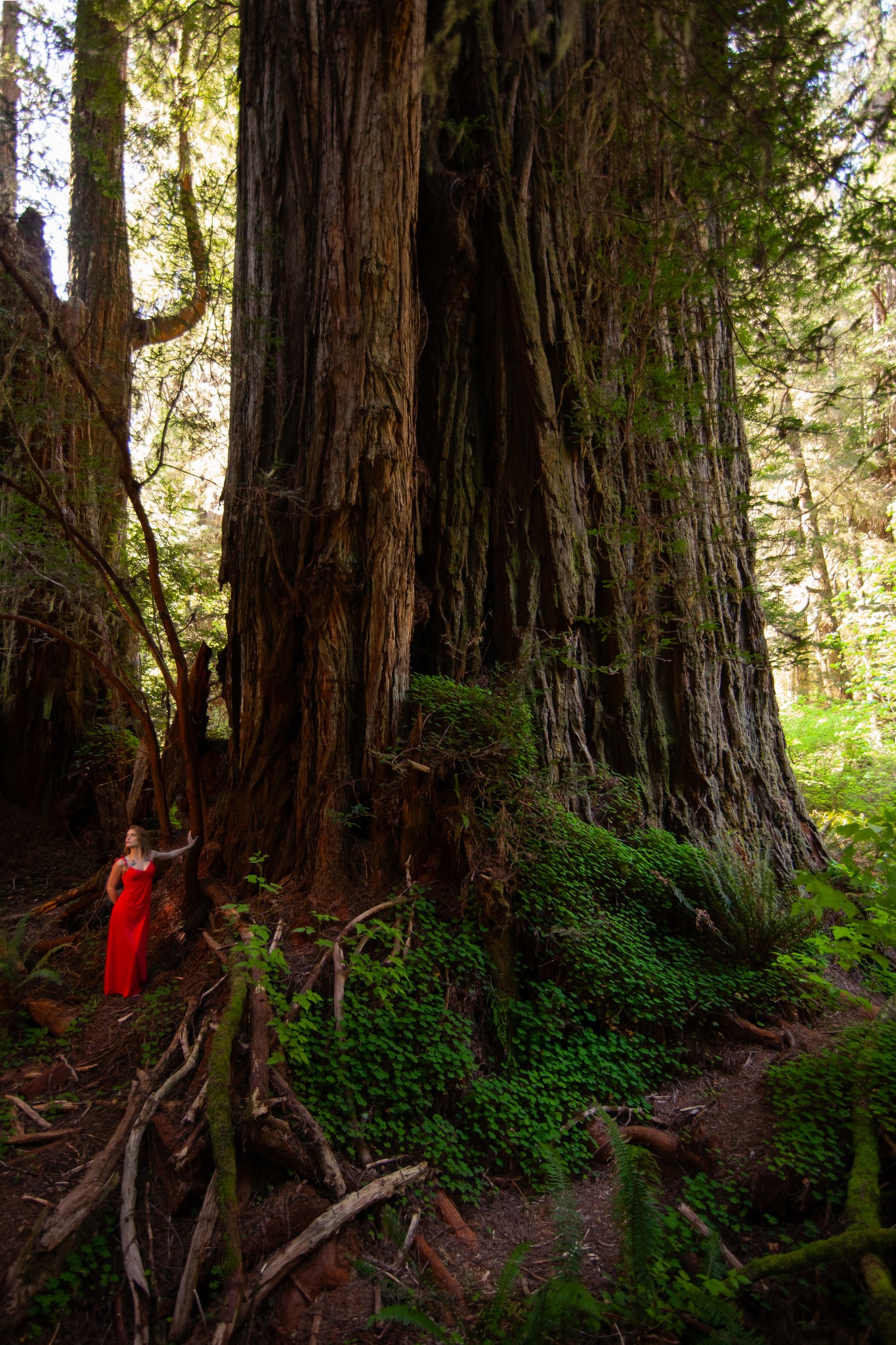 Redwood Forest - Rhododendron in the redwoods ... Rhodo = ROSE ...