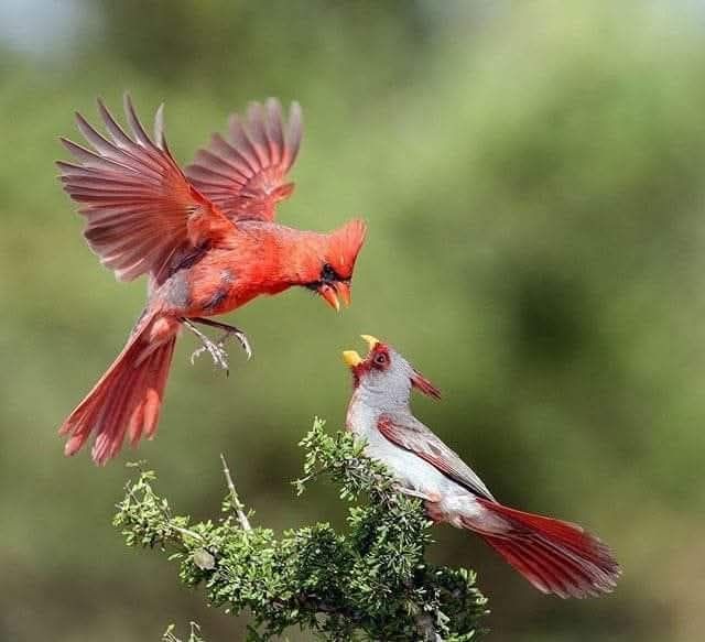 Cardinal - A Northern Cardinal and Desert Cardinal meet. https://www ...