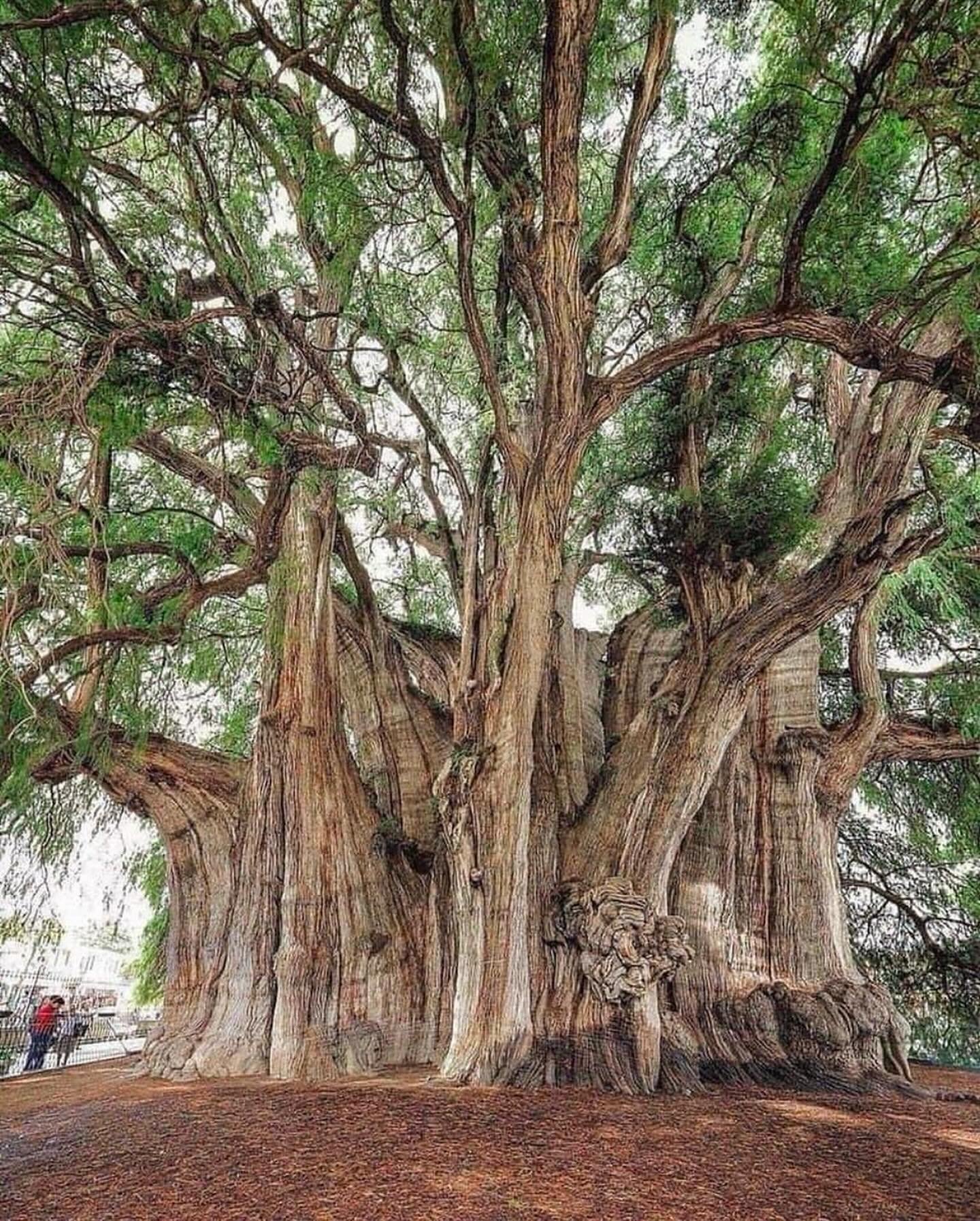 In Oaxaca, Mexico, stands a natural wonder that has withstood the