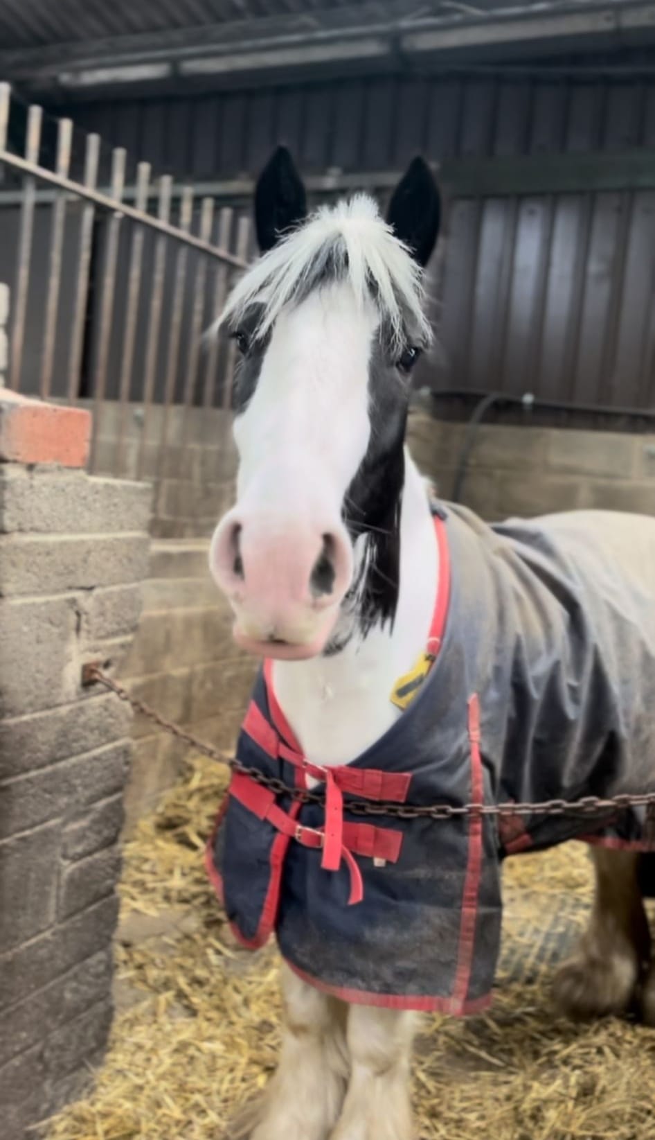 Meet our Horses & Ponies 🦄... - Kilronan Equestrian Centre | Facebook
