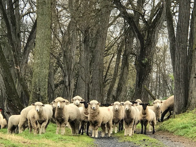 Locust Ridge Farms