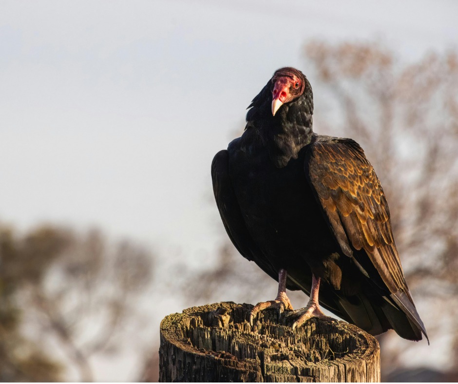 Hirundo - 🐦 Word of the Day: Zugunruhe (pronounced “zoo-gun-roo-ha ...