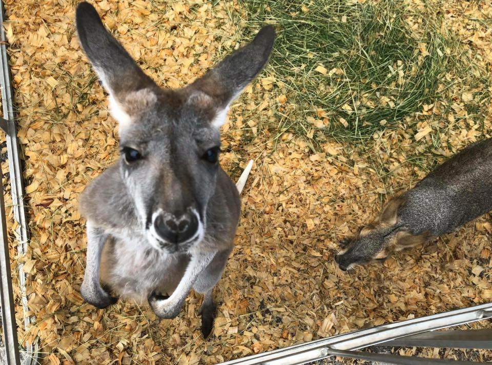 Runyan Ranches - 1,890 Photos - 156 Reviews - Petting Zoo - 4839 Rio ...