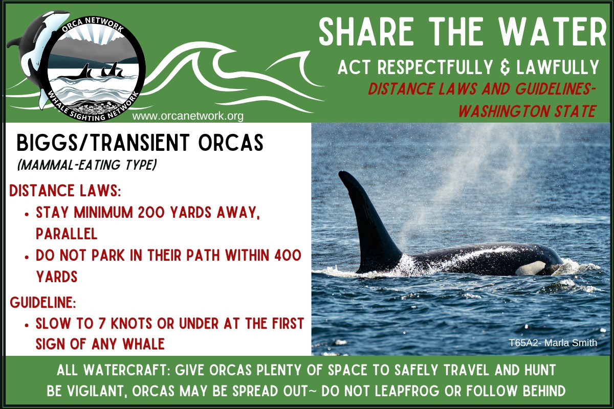 Orca Network - 💚Orcas are in Possession Sound this... | Facebook