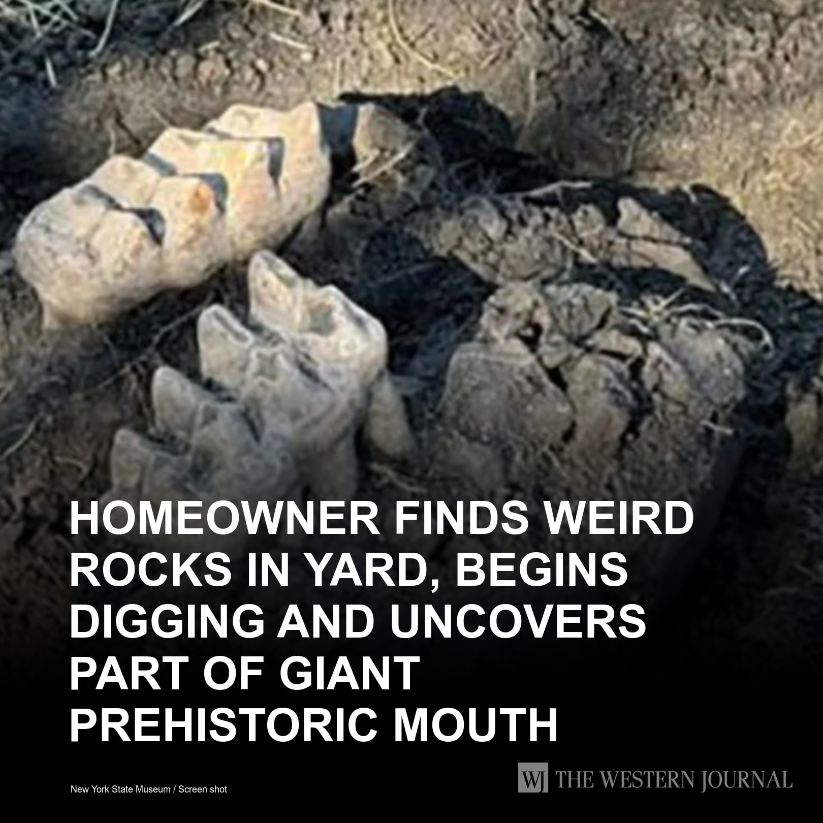 Homeowner Finds Weird Rocks... - Conservative Tribune by WJ