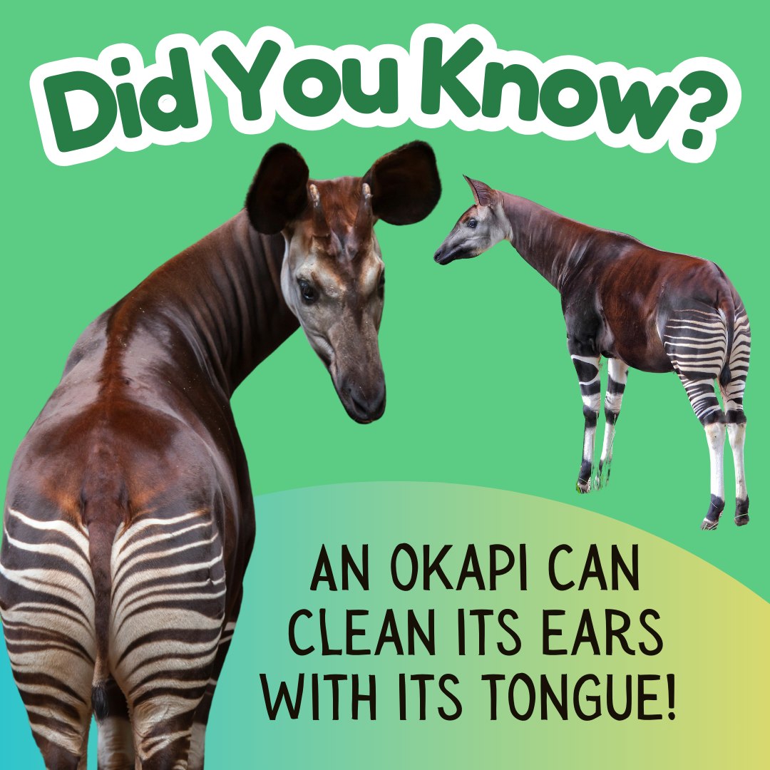 Okapi sex differences and characteristics