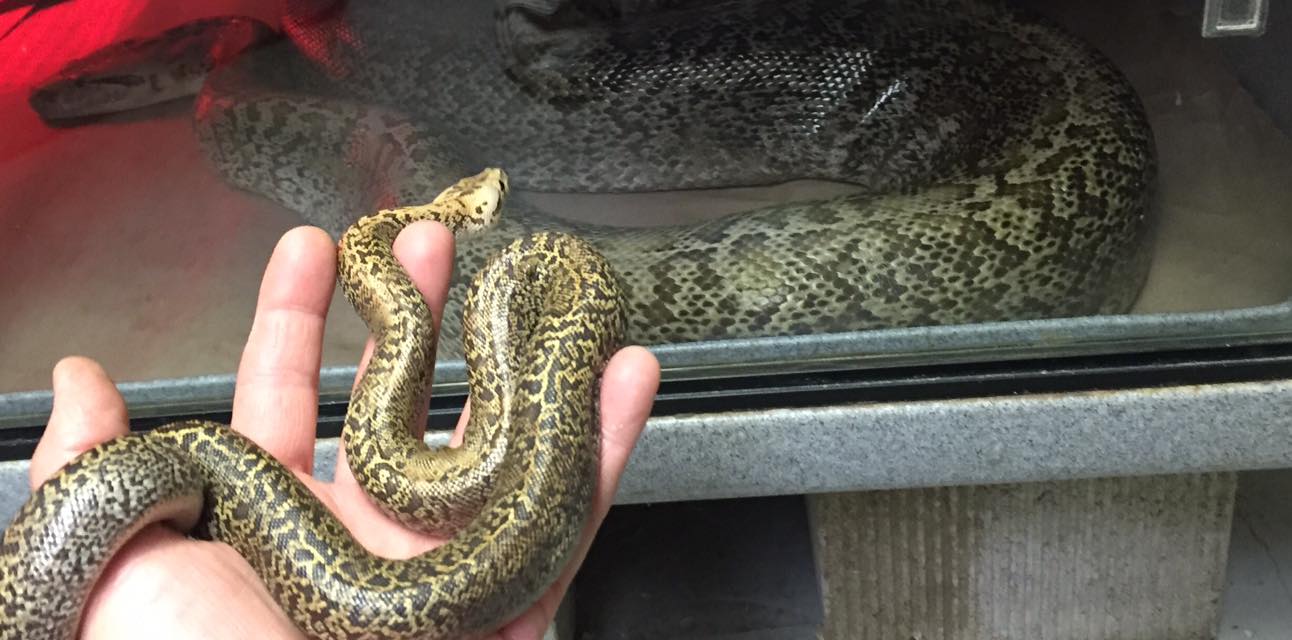 Science Alive - 🐍 Burmese pythons, Python bivittatus, are... | Facebook