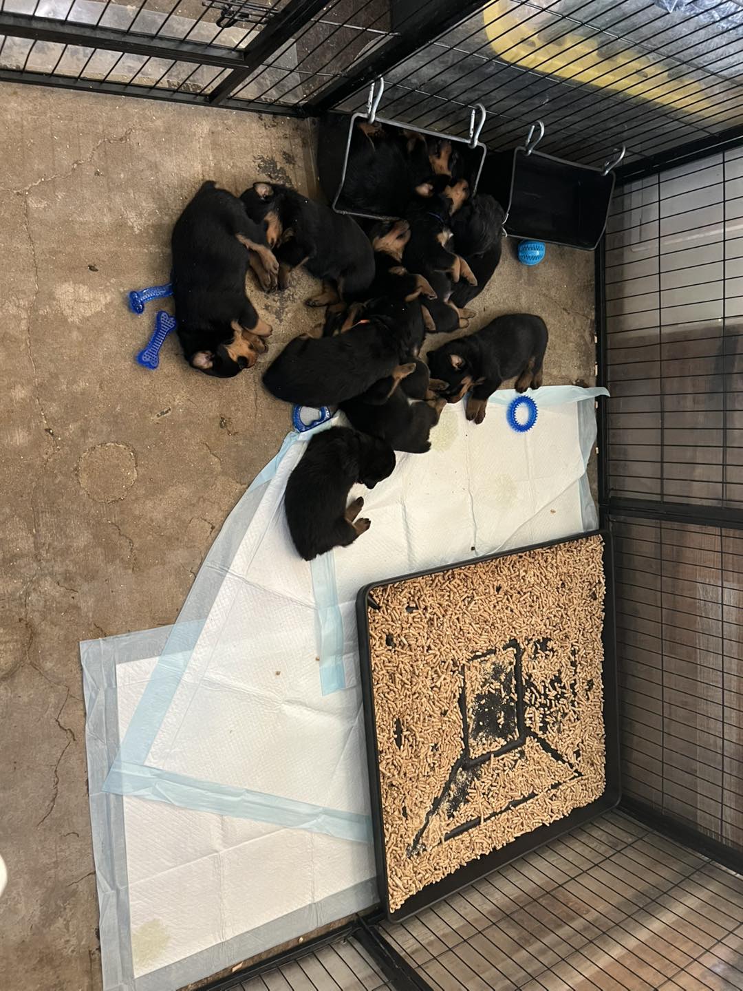 HB Rottweilers | Desert Hills AZ