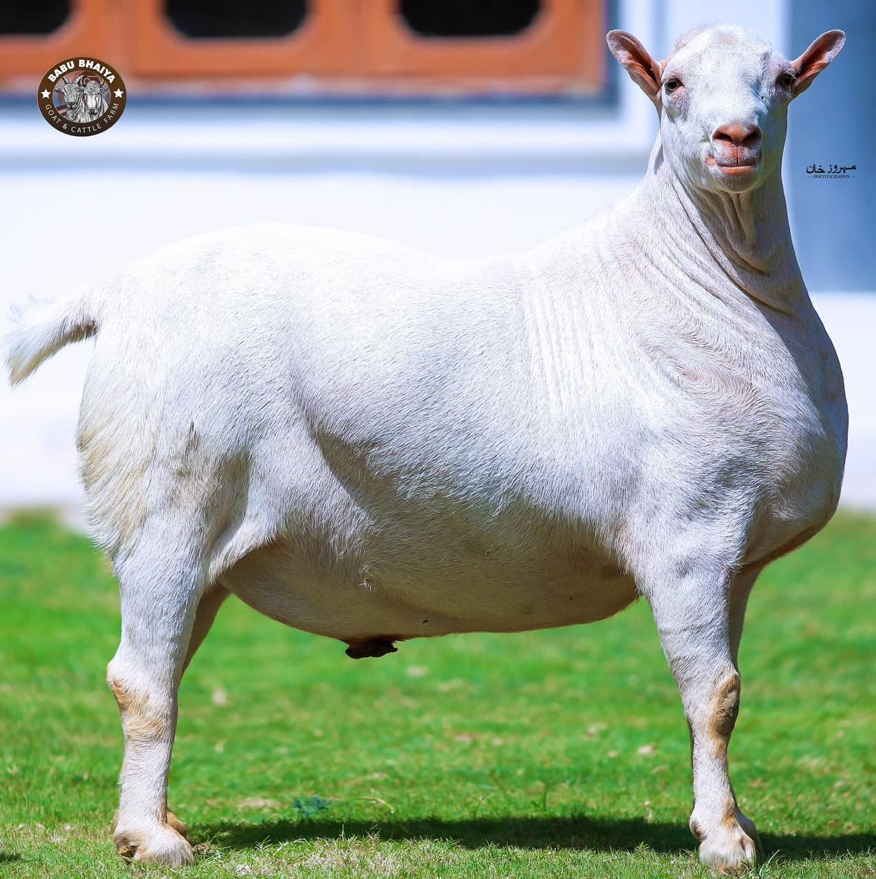 Pakistan Qurbani Animals | Karachi