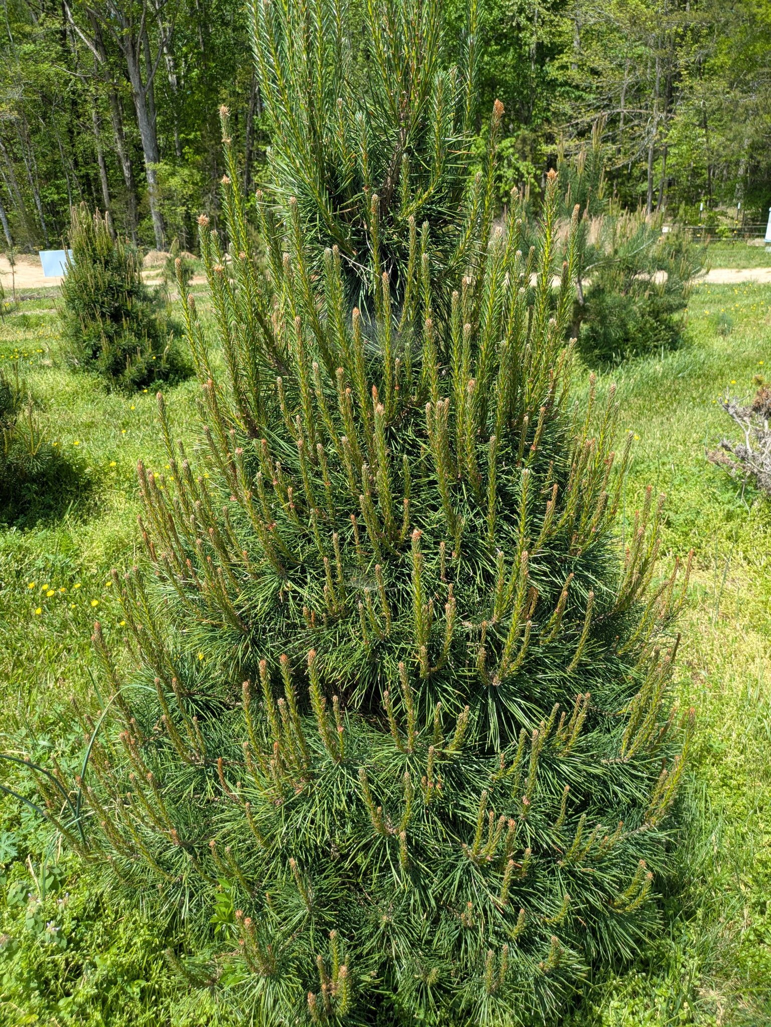 Woods Tree Farm | Amelia Court House VA
