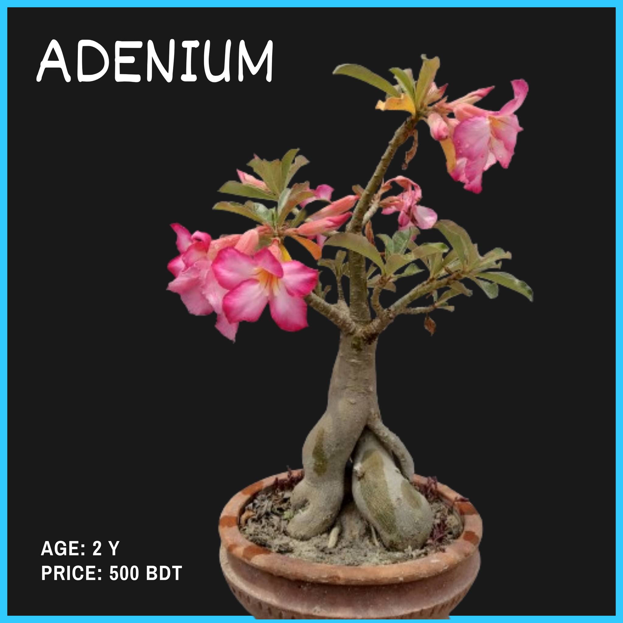 Rajshahi Adenium Garden