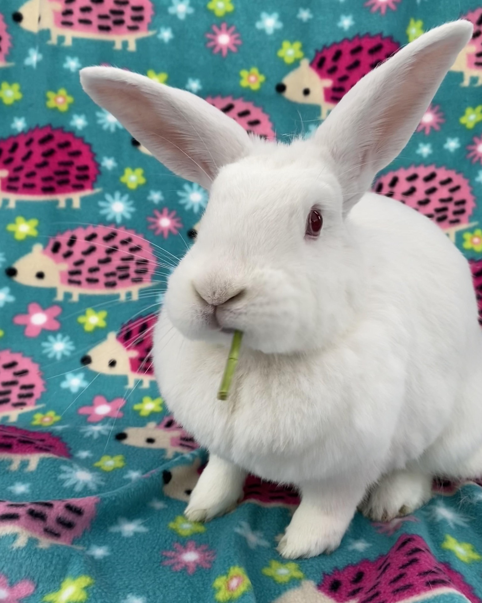 East Bay Rabbit Rescue | Livermore CA