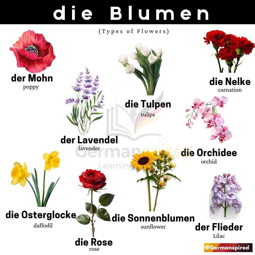 Blumenarten Types of Flowers This list contains common flowers in German with their correct articles. Learning flower names helps with everyday vocabulary, nature topics, and correct article usage (