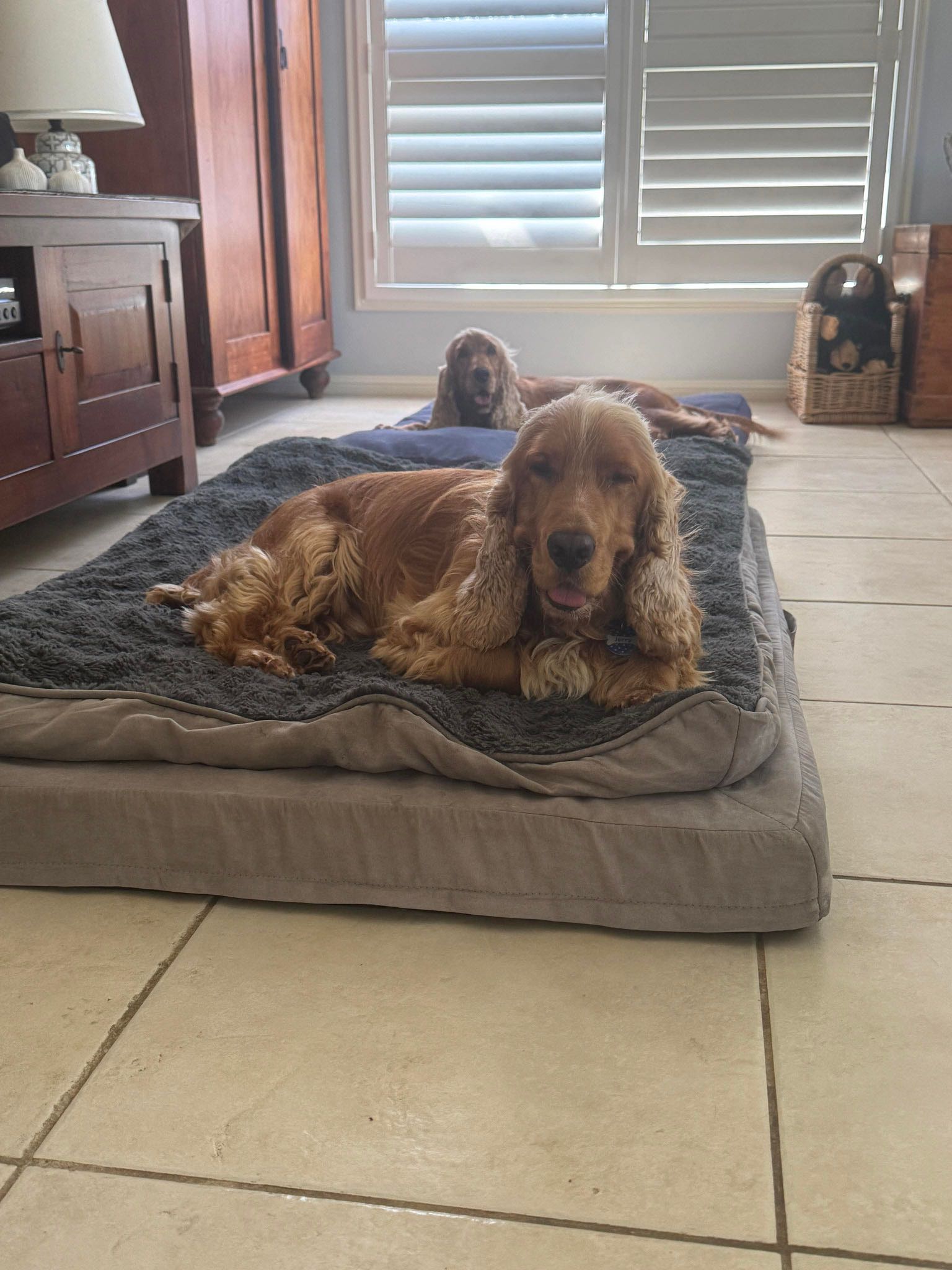 Cocker Spaniel Rescue QLD inc