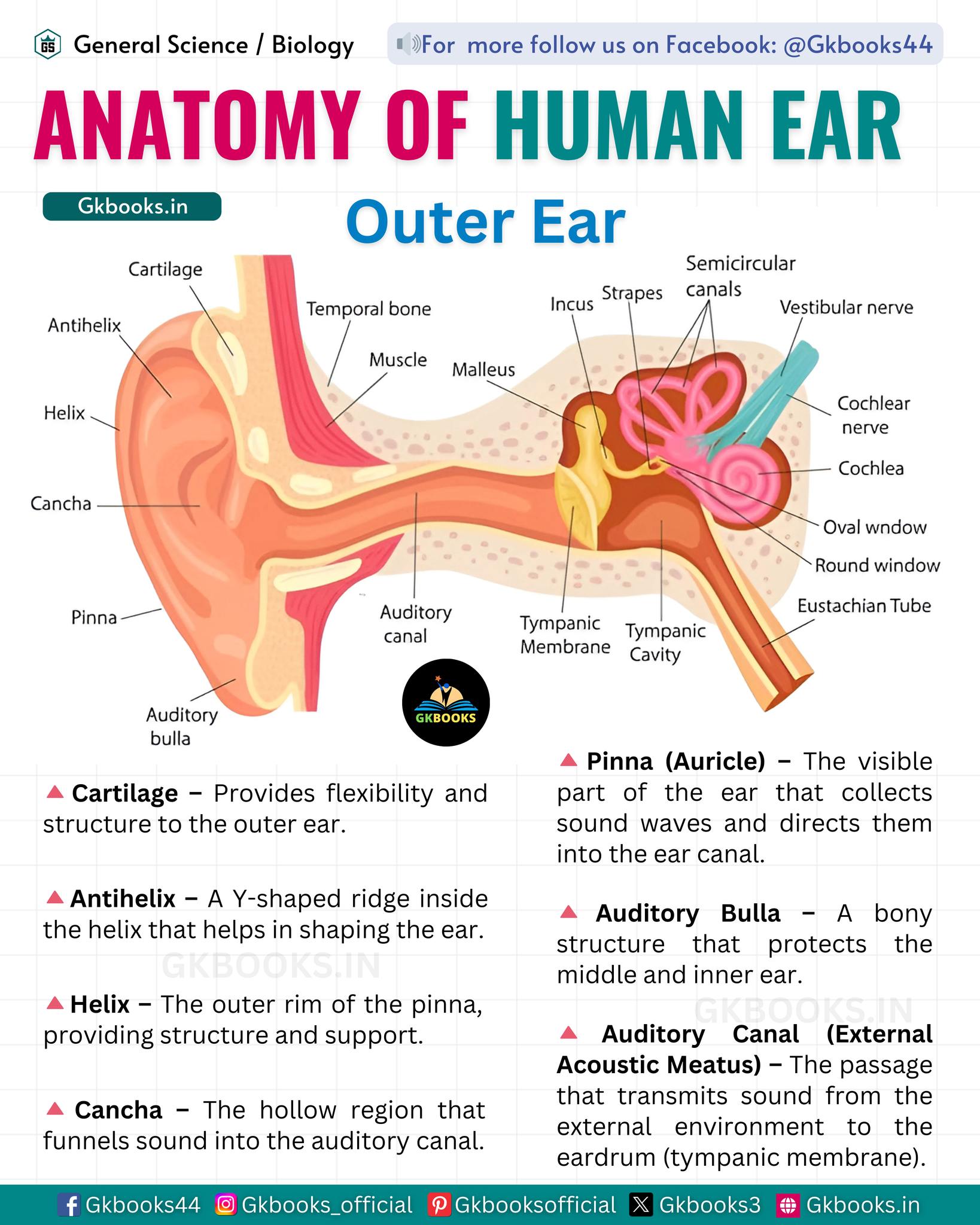 Gkbooks - Anatomy of the Human Ear #humanear... | Facebook