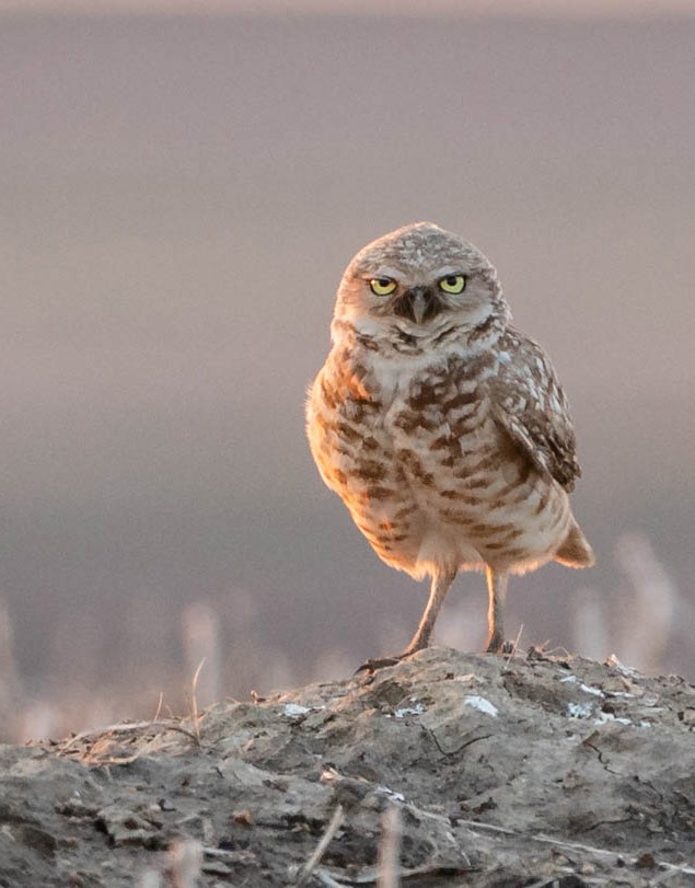owl's kid No.60 Animals | A rare snowy owl nicknamed “Rusty” is