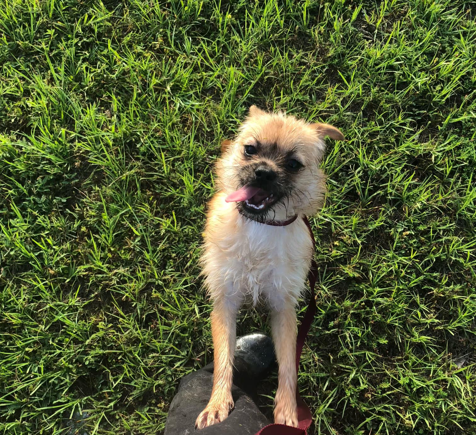 Happy Friday from... - Small Dog Rescue of New England | Facebook