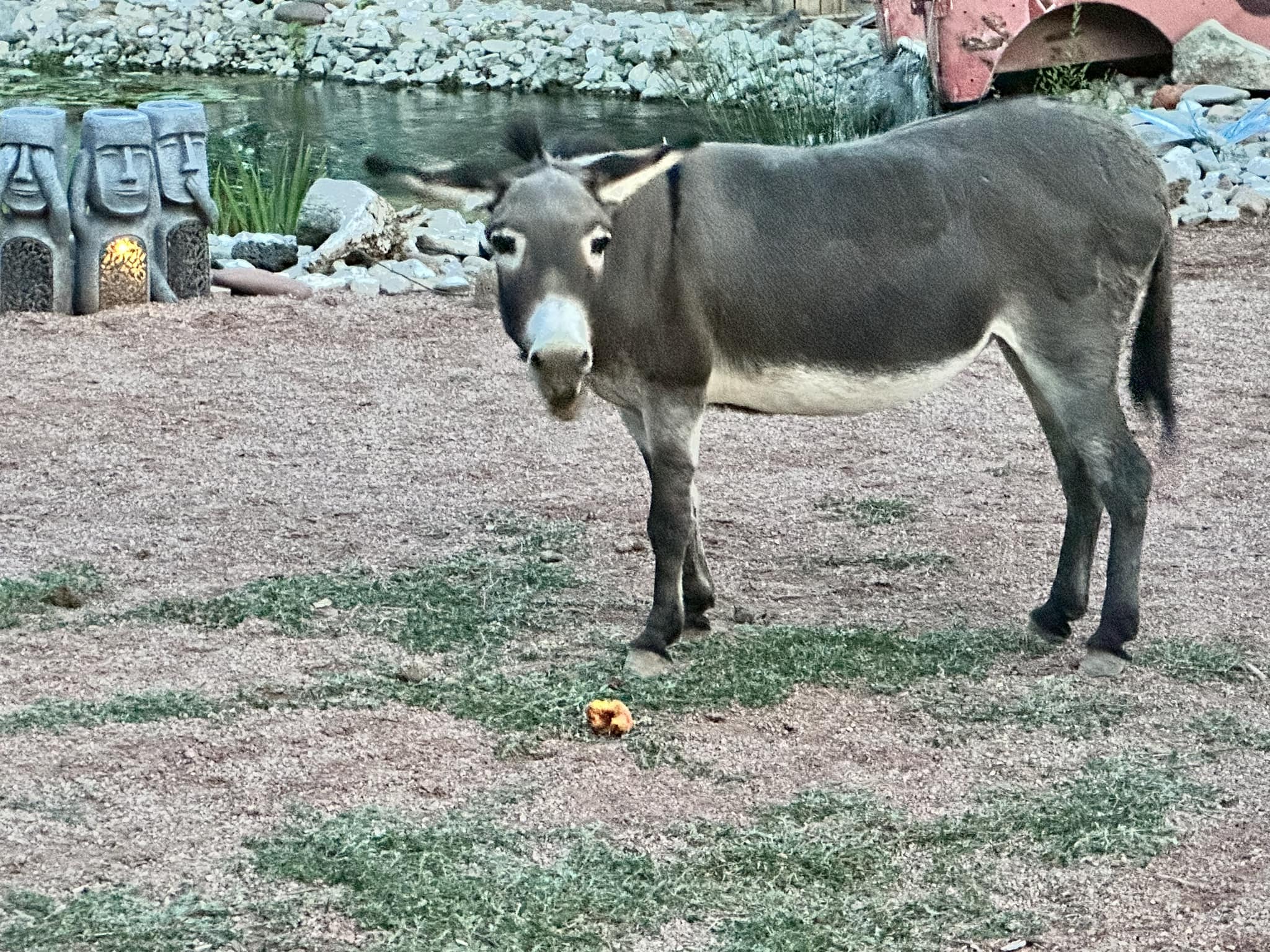 Halfass Ranch | South Valley NM