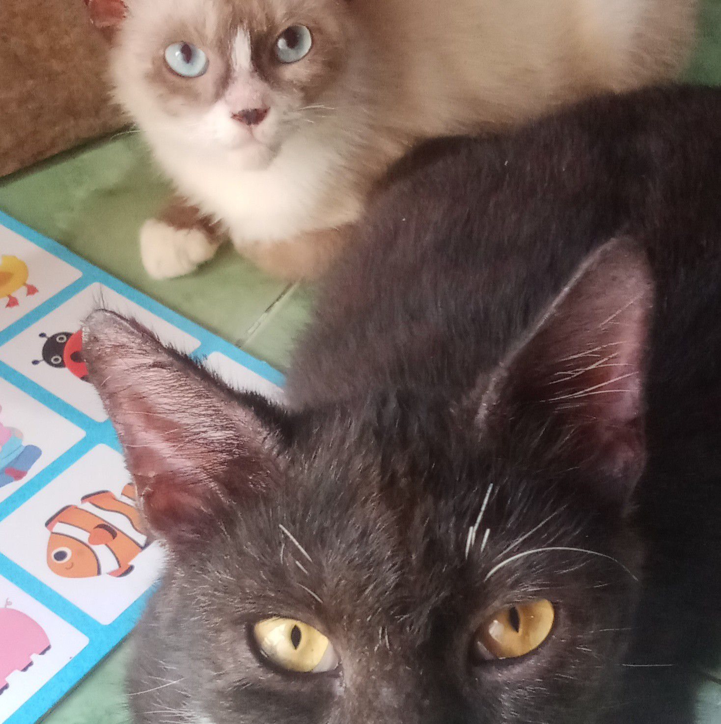 Tortoise Shell Cat Owner's Society and Social Club | My sweet Tortoise ...