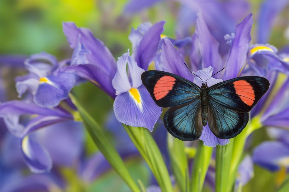 Butterflies Lovers | East Los Angeles CA