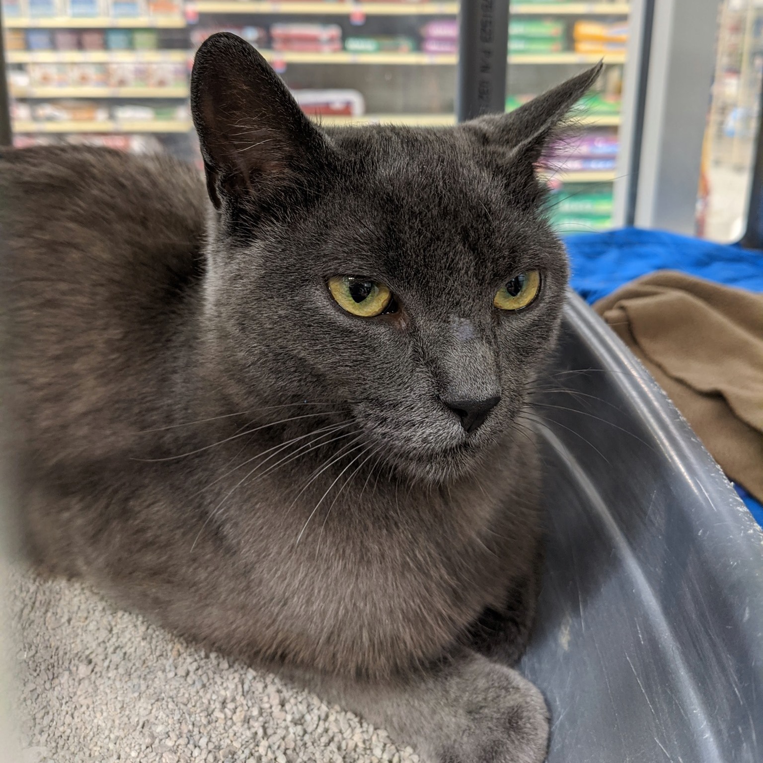 Meet Sasha a... - Toronto Cat Rescue - Waterloo Region | Facebook