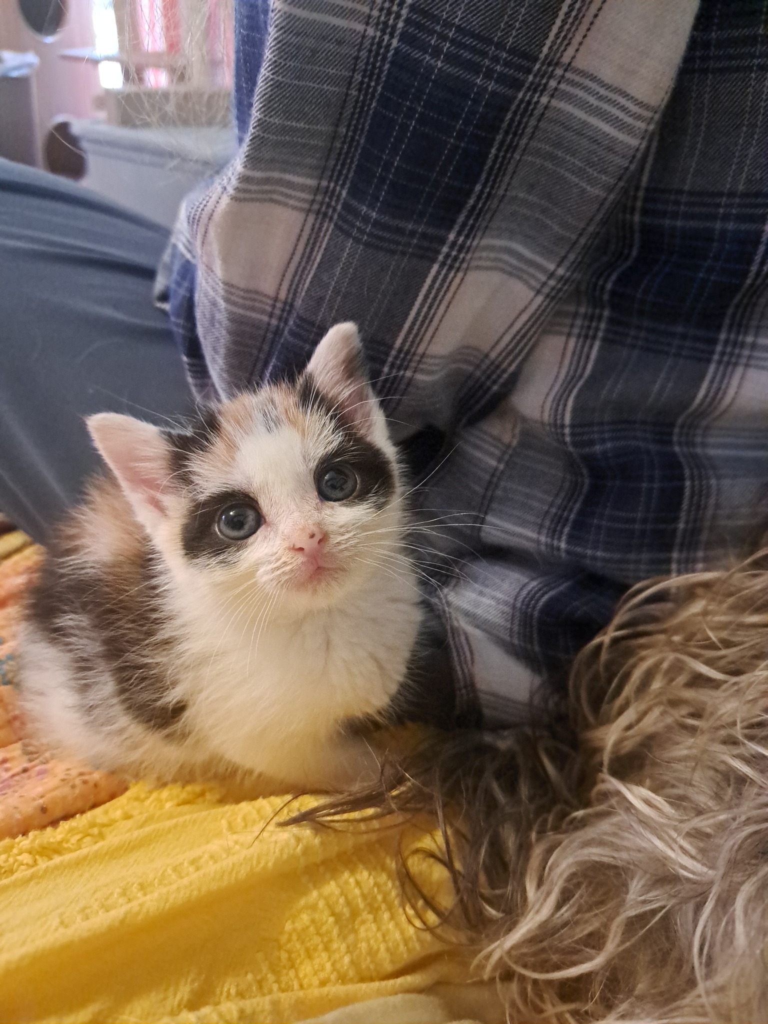 Colonial Capital Humane Society | Let's get those kitten adoption applications in | Facebook