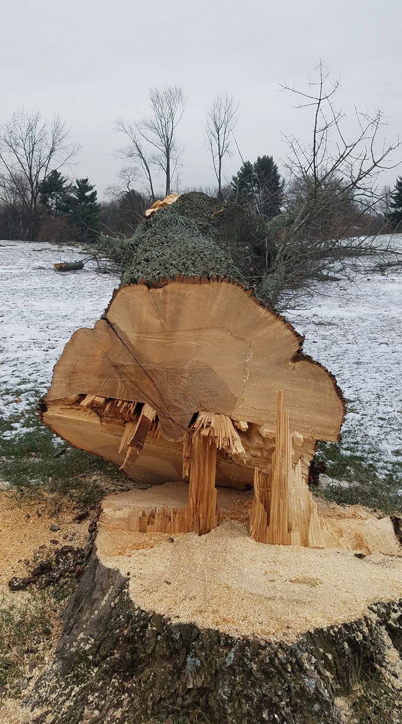 Riggs Tree Service, LLC. | Bryn Mawr PA