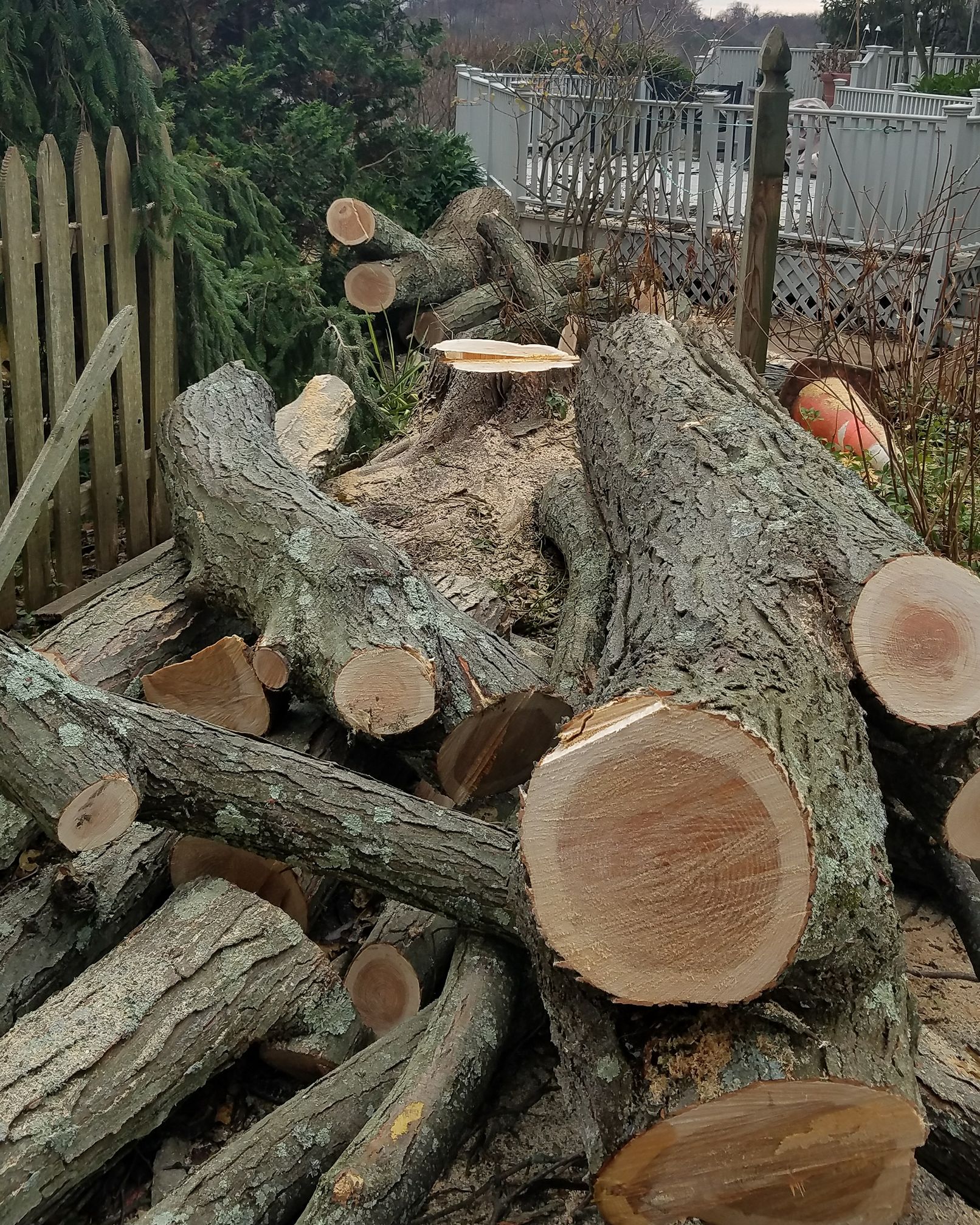 Riggs Tree Service, LLC. | Bryn Mawr PA