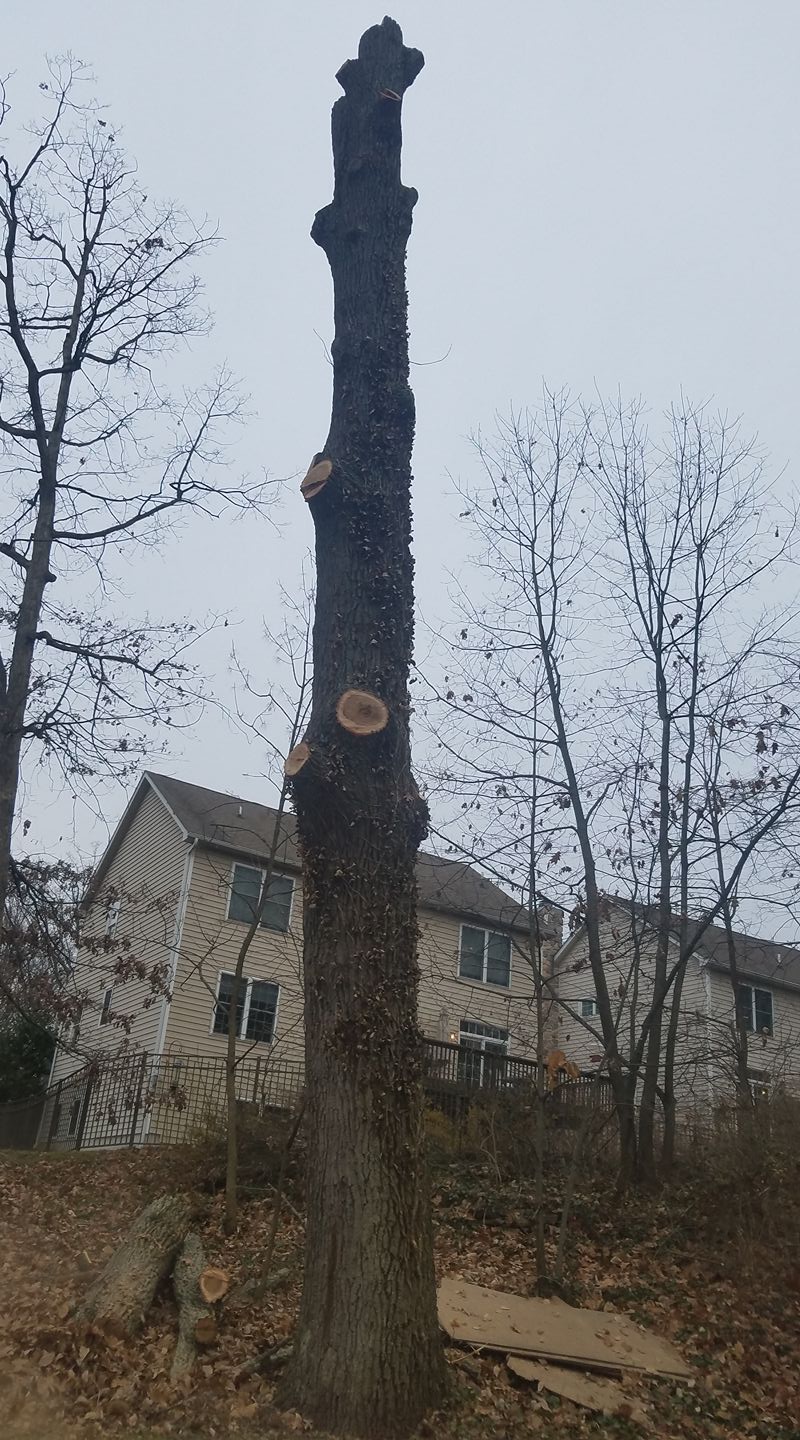 Riggs Tree Service, LLC. | Bryn Mawr PA