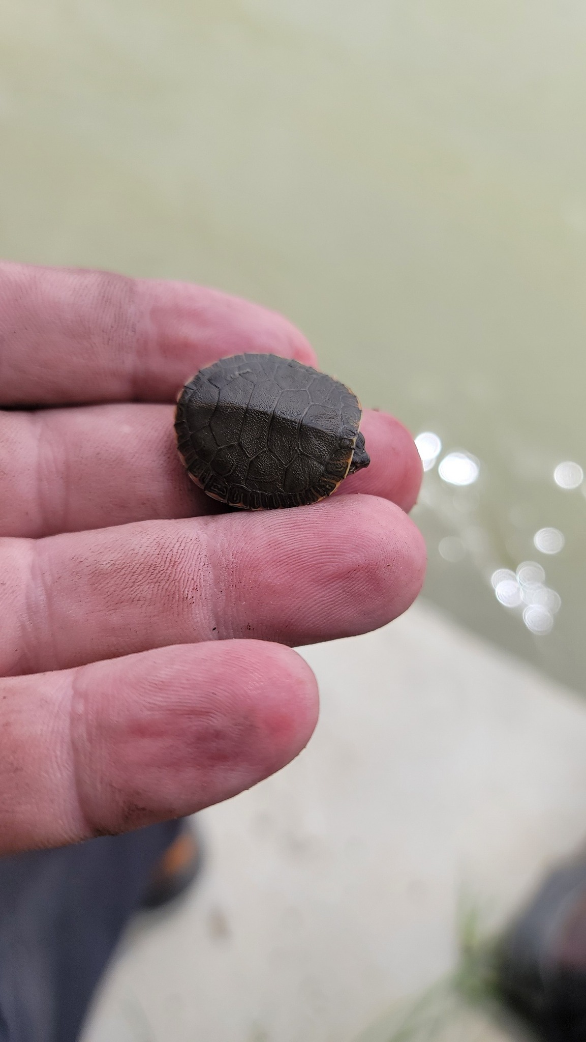 What species is this turtle with red face markings?