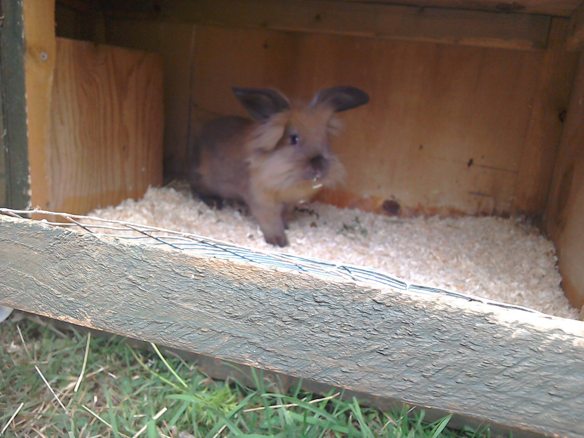 Meet the new addition to... - The Village Nursery,Shenington | Facebook