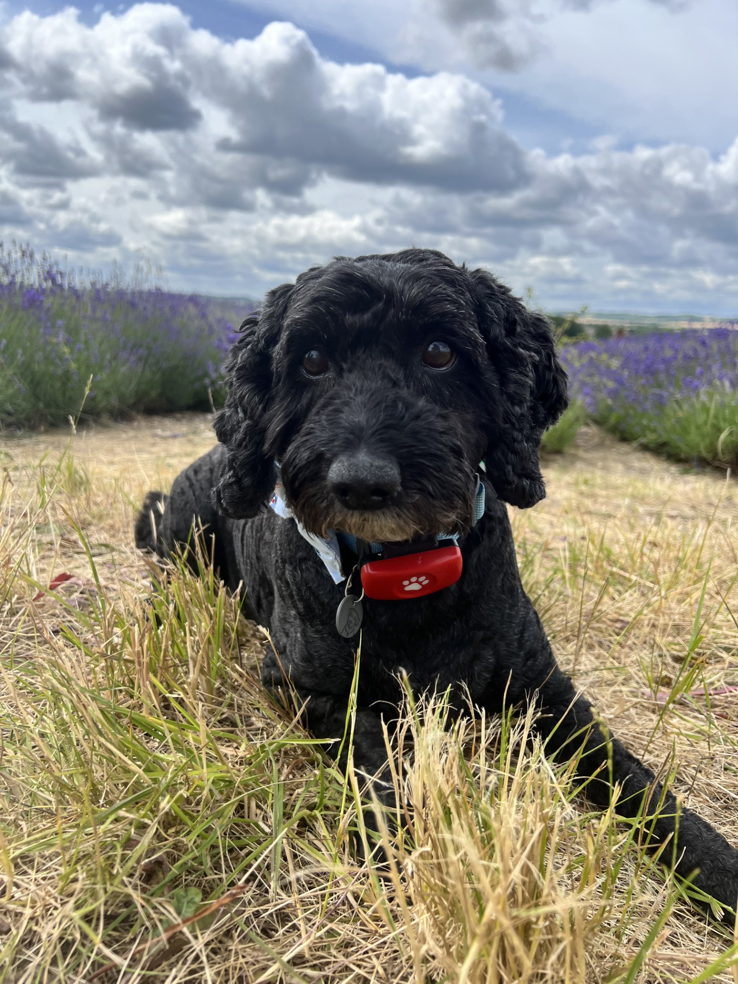 Medivet - Meet coco aka Mr poof poof🥰 Here he is wearing... | Facebook