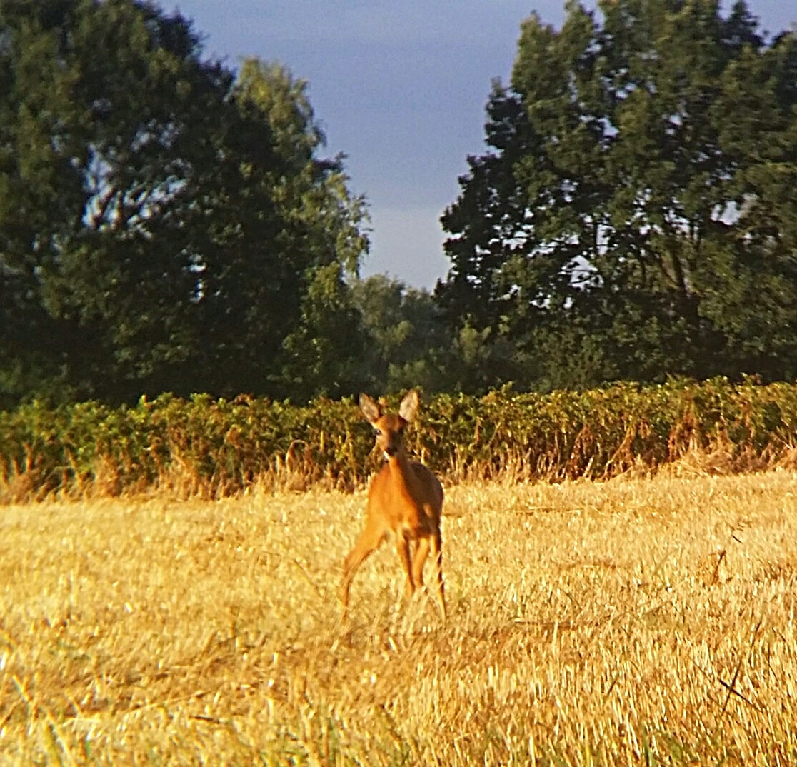 Arné Roest Natuurfotografie... - Arné Roest Natuurfotografie