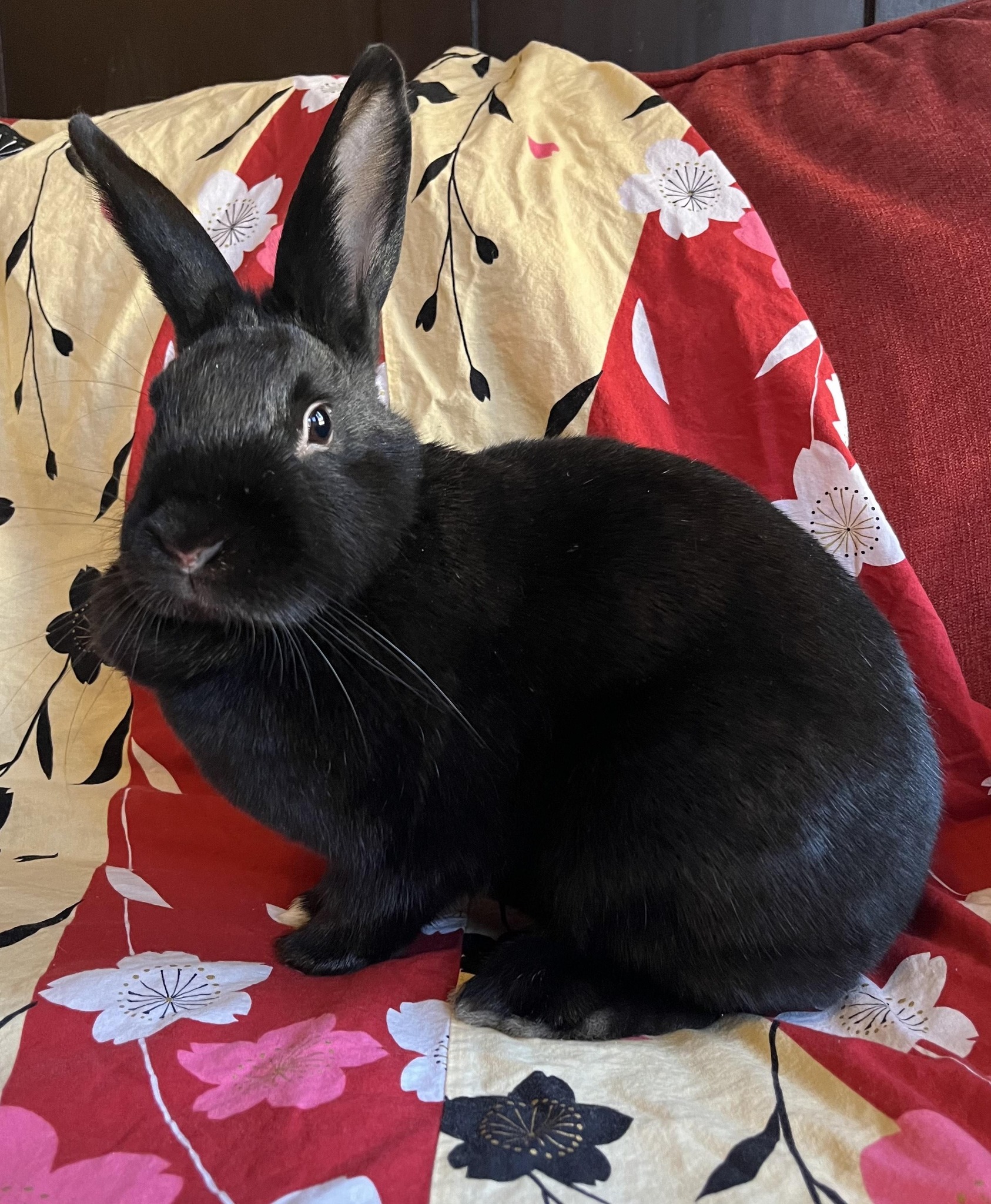 East Bay Rabbit Rescue | Livermore CA