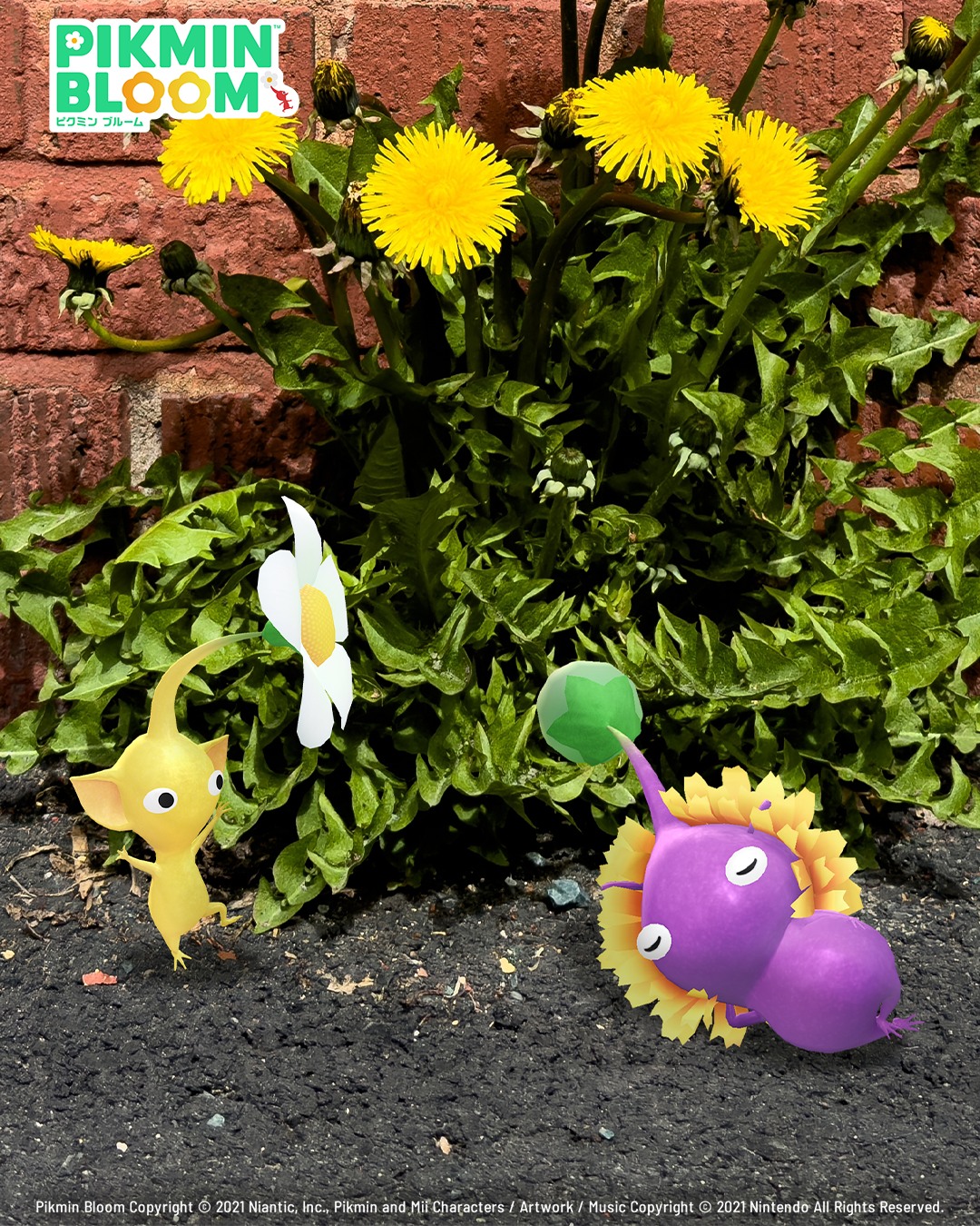 大きなタンポポの花を見つけた！