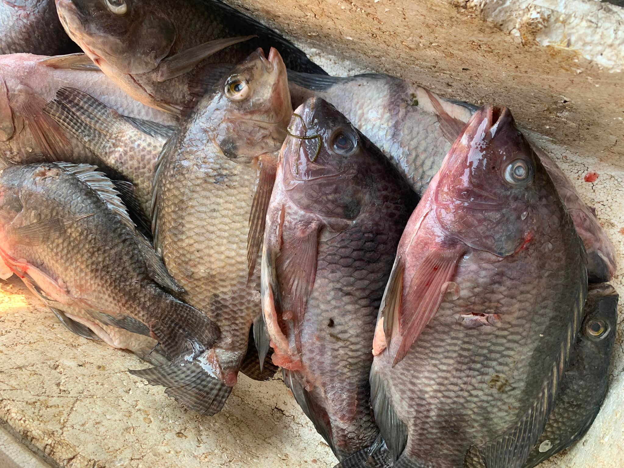 Pescaderia 