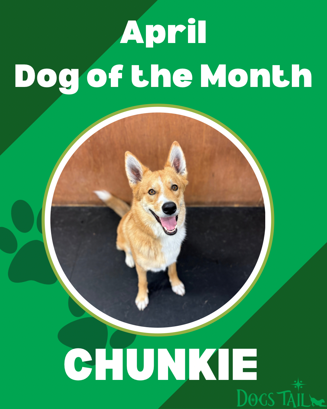 🐾🌟 Meet our April Dog of the Month:... - Dogs Tail Daycare | Facebook
