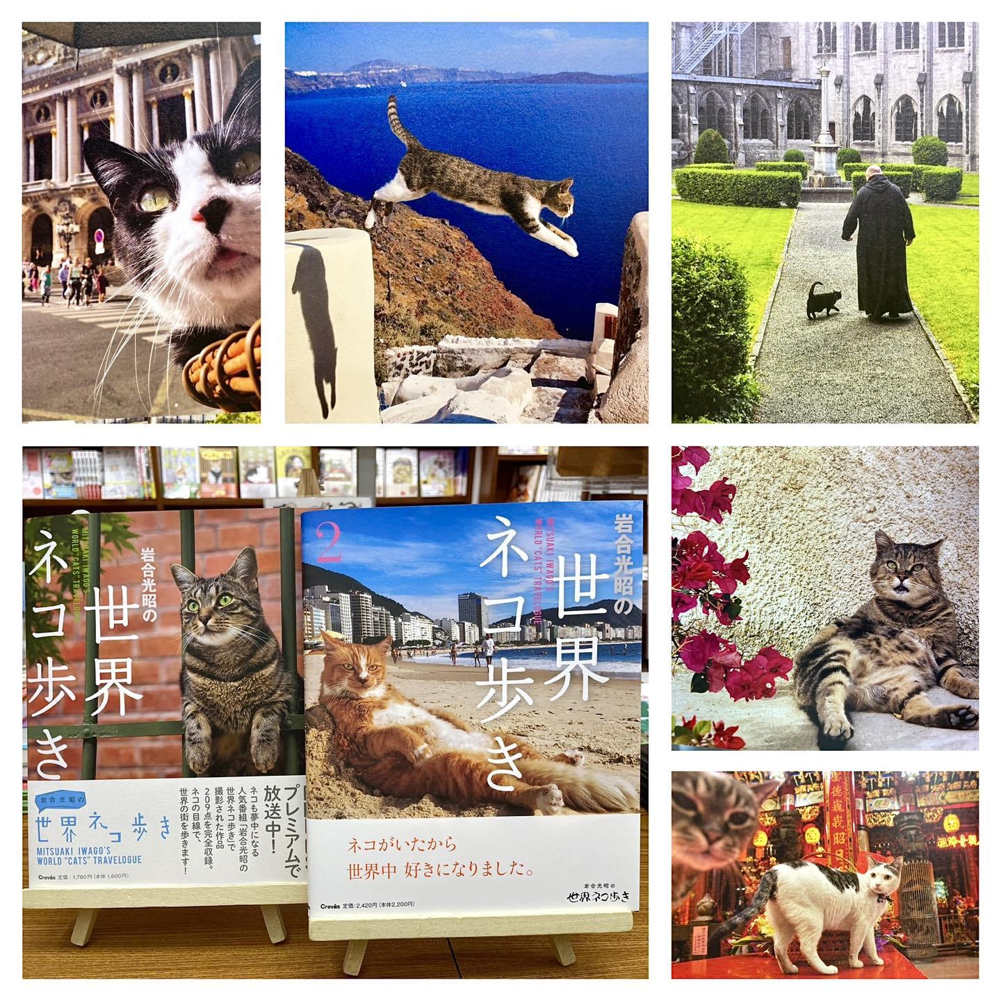 猫本専門 - 岩合さんの世界のネコ旅を大判写真集で楽しむ✈️ 『岩合 